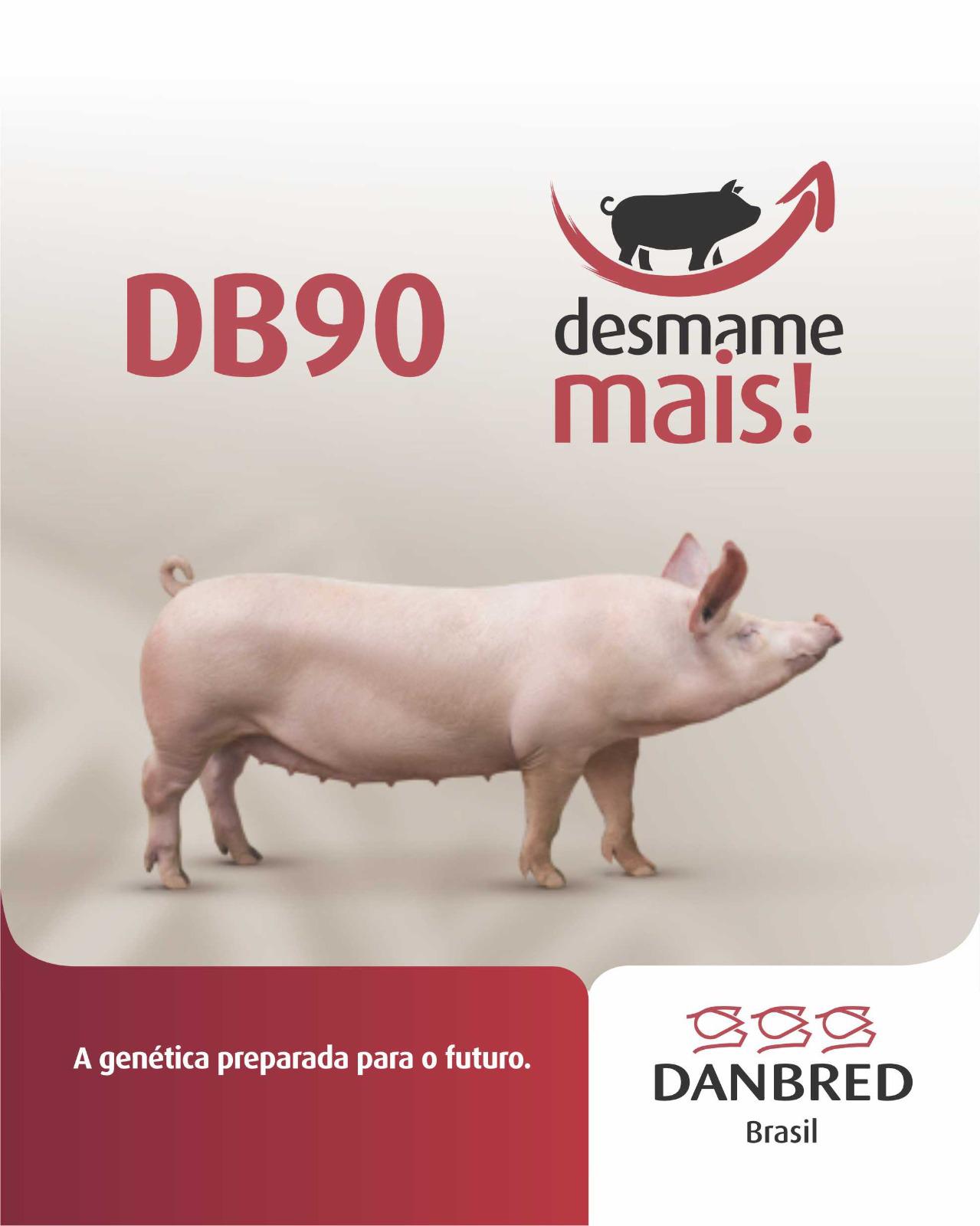 Benchmark 2024 da DanBred Brasil comprova a superioridade genética da fêmea DB90