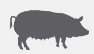 cerdo emoji