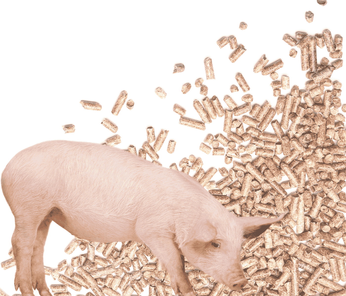 Estrategias de manejo para optimizar la conversión de alimento en granja