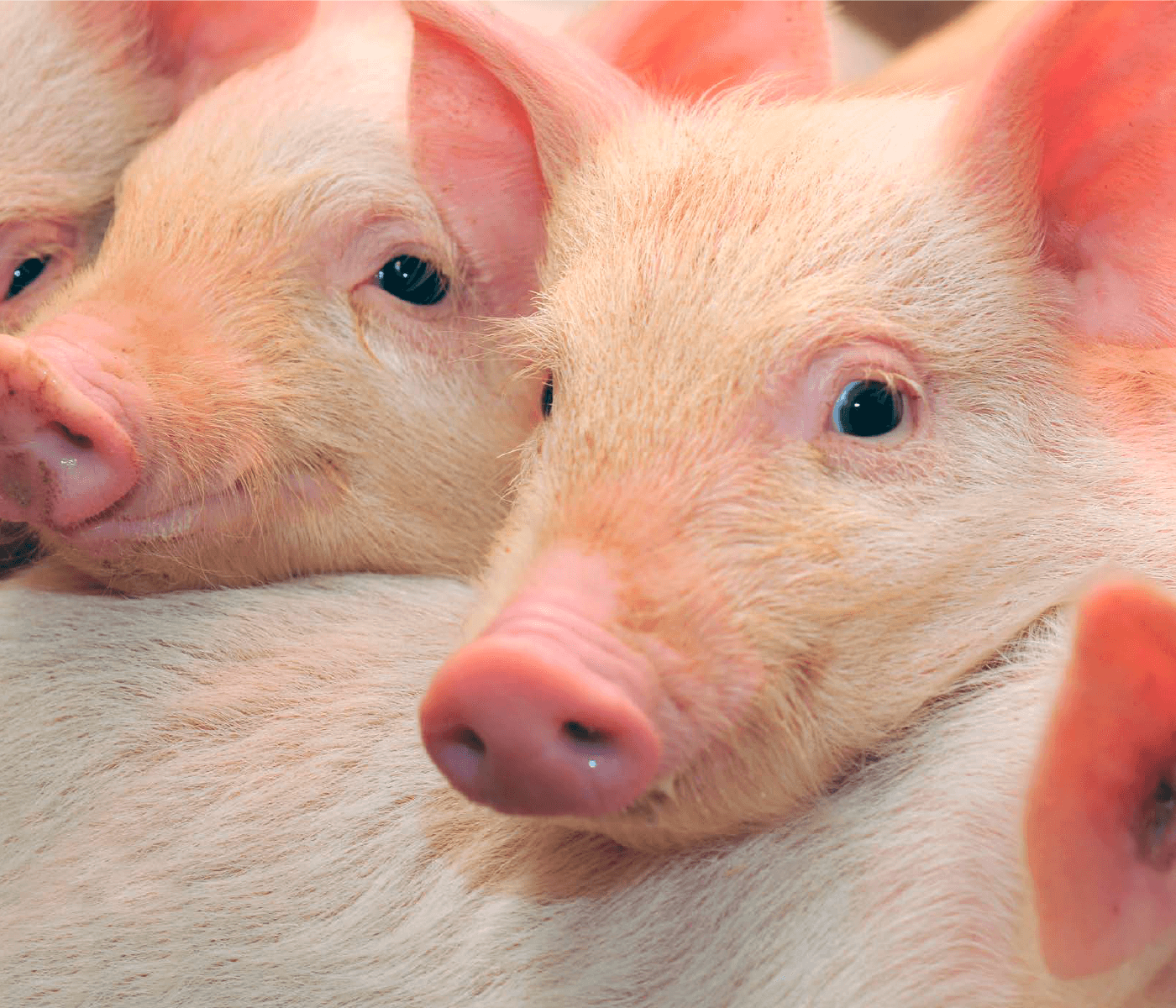 TRAFORPIG DERM y TRAFORPIG: Soluciones en higiene cutánea para el ganado porcino