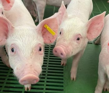 El sector porcino de capa blanca en España alcanzó los 25.000 millones de € en ingresos en 2024, consolidando su peso en la industria cárnica.