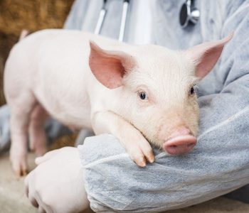 La OMSA destaca la importancia de utilizar solo vacunas contra la PPA que cumplan la norma adoptada en mayo de 2025.