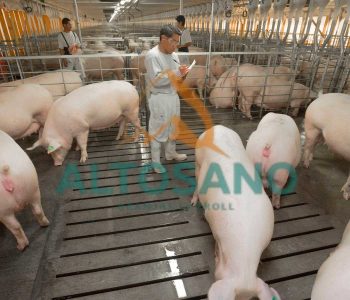 Altosano-Granjas Carroll implementa prácticas de bienestar animal que abarcan desde gestación abierta hasta alimentación y salud.