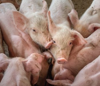 El sector porcino crece con fuerza y España se posiciona líder mundial en producción y exportación, destacando su papel clave en el mercado.