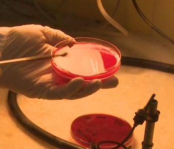 INTA y la UNRC desarrollan una plataforma de vacuna oral para cerdos contra diarreas por Escherichia coli, utilizando nanoemulsiones de peperina.