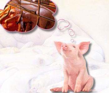 Las estrategias correctas en la selección, crianza e inducción de la pubertad de los animales de reemplazo son eslabones importantes para un flujo constante de futuras reproductoras de alta calidad hacia el hato reproductor.