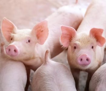 IRTA y Agrotecnio lanzan Epihealth, un proyecto para mejorar la salud porcina mediante el estudio de marcas epigenéticas.