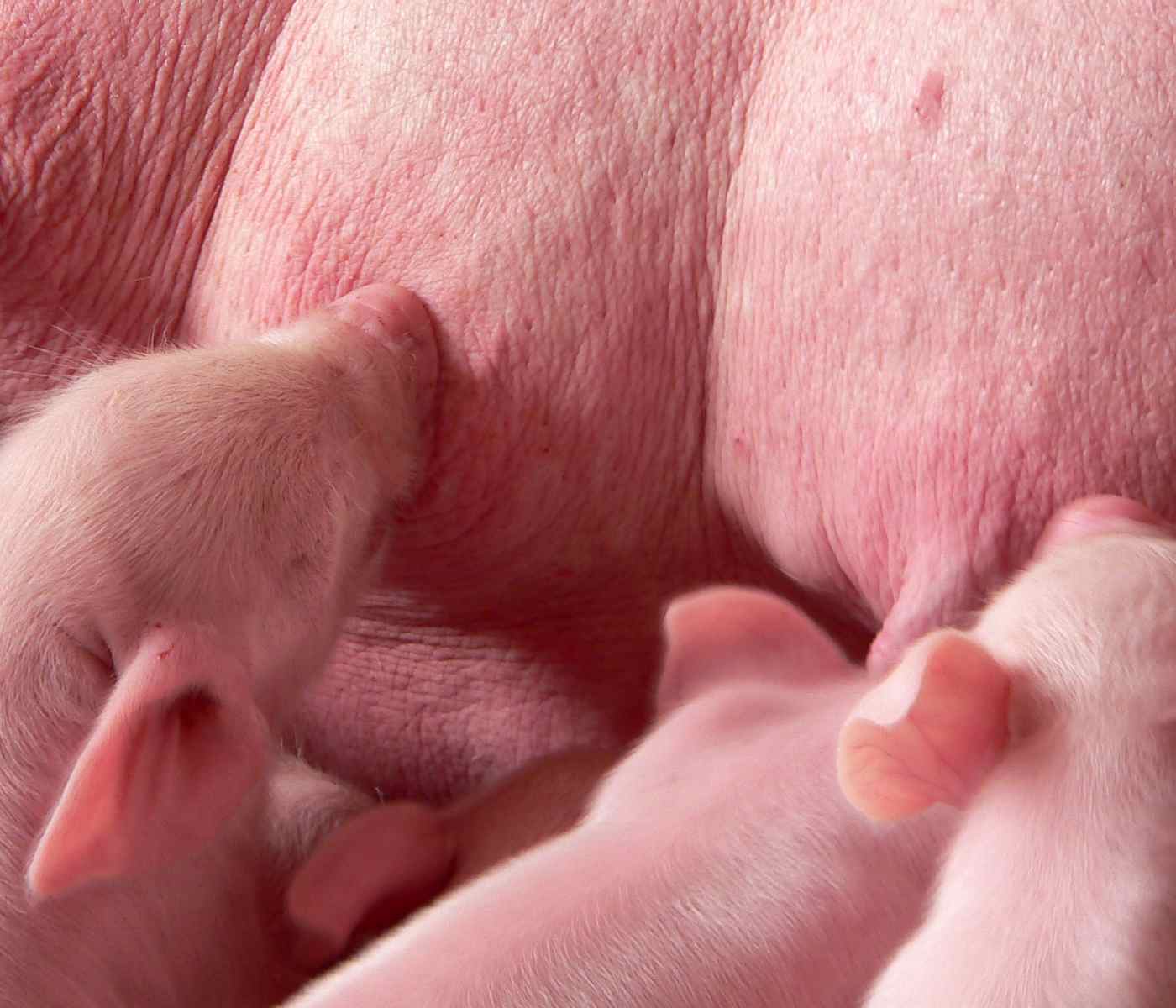 Parto: factores claves en la mortalidad de lechones