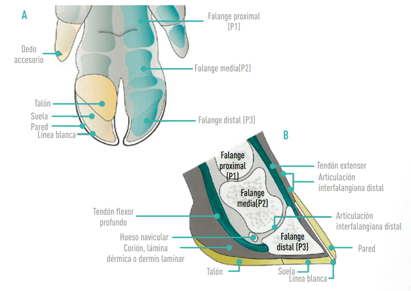figura 1