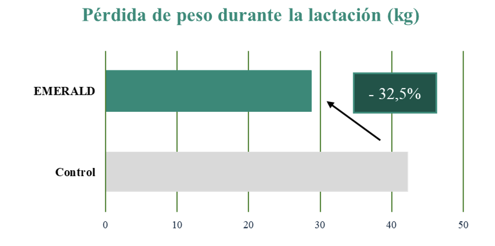 cerda lactación