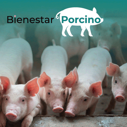 http://Bienestar%20porcino