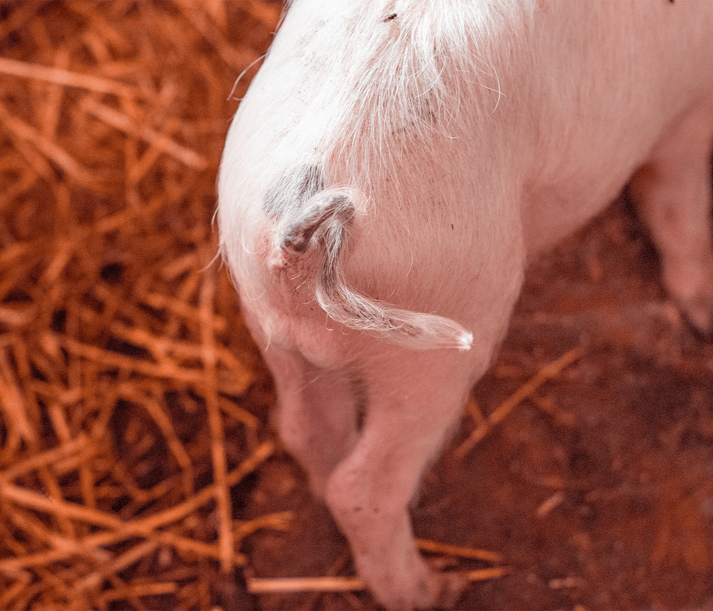 Bienestar porcino: diferencias entre lechones con y sin caudectomía