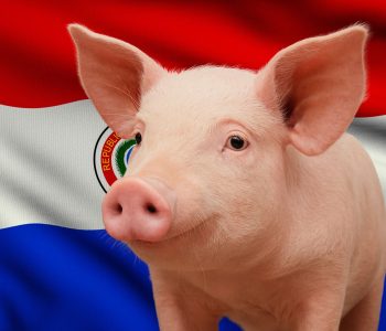 Exportaciones porcinas de Paraguay