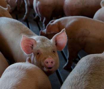 Rabobank analiza en su informe T3 2025 la producción y el comercio global de carne de cerdo, con menores costos y riesgos sanitarios.