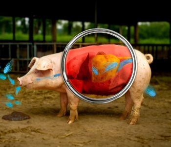 Salmonelosis y producción porcina