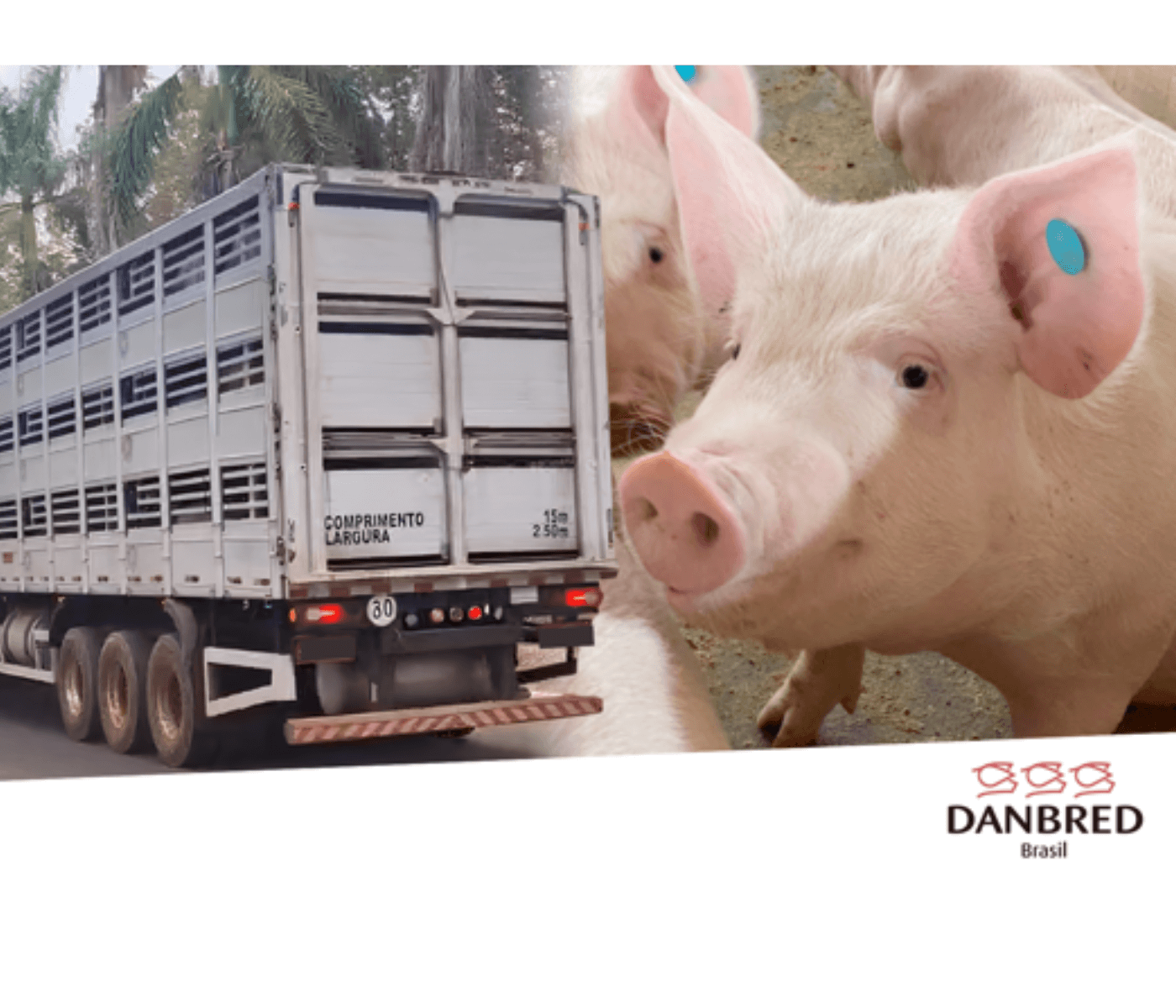 DanBred Brasil realiza exportação de animais para o Paraguai