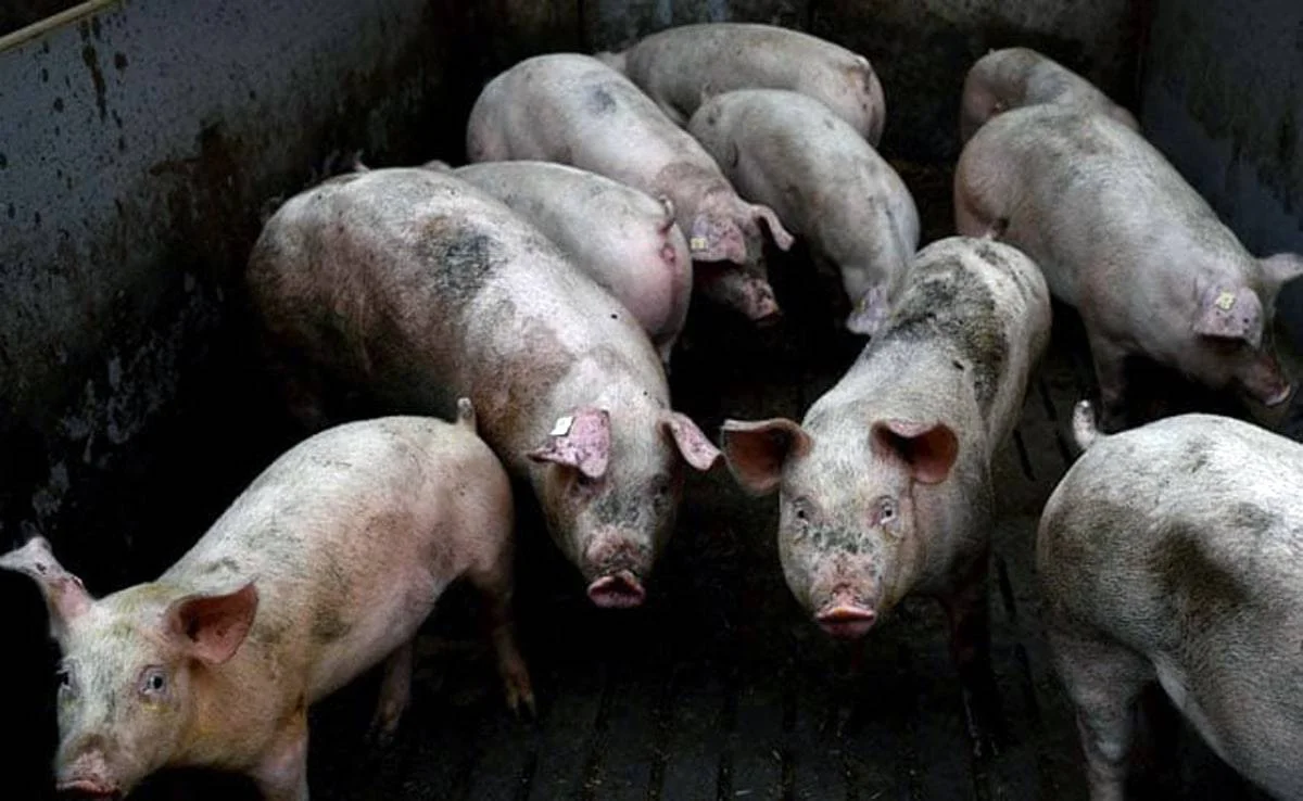 ASF triggers pig trade ban in India’s Nagaland