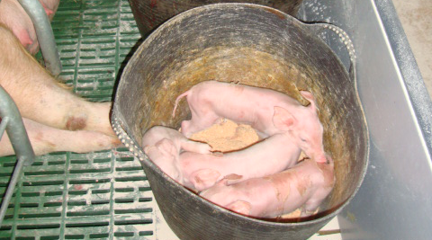 cría de lechones