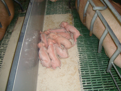 cría de lechones