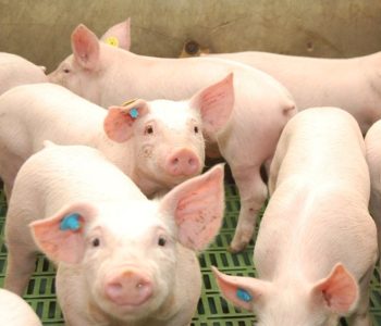España aumenta su peso en la producción porcina de Europa. Mantener su liderazgo dependerá de ajustarse a normas más exigentes.
