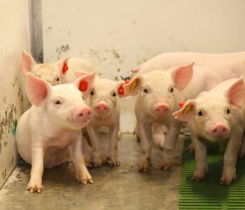 Los precios del porcino de capa blanca retroceden un 7,12 % interanual, con los cerdos cebados por debajo de 1,70 €/kg.