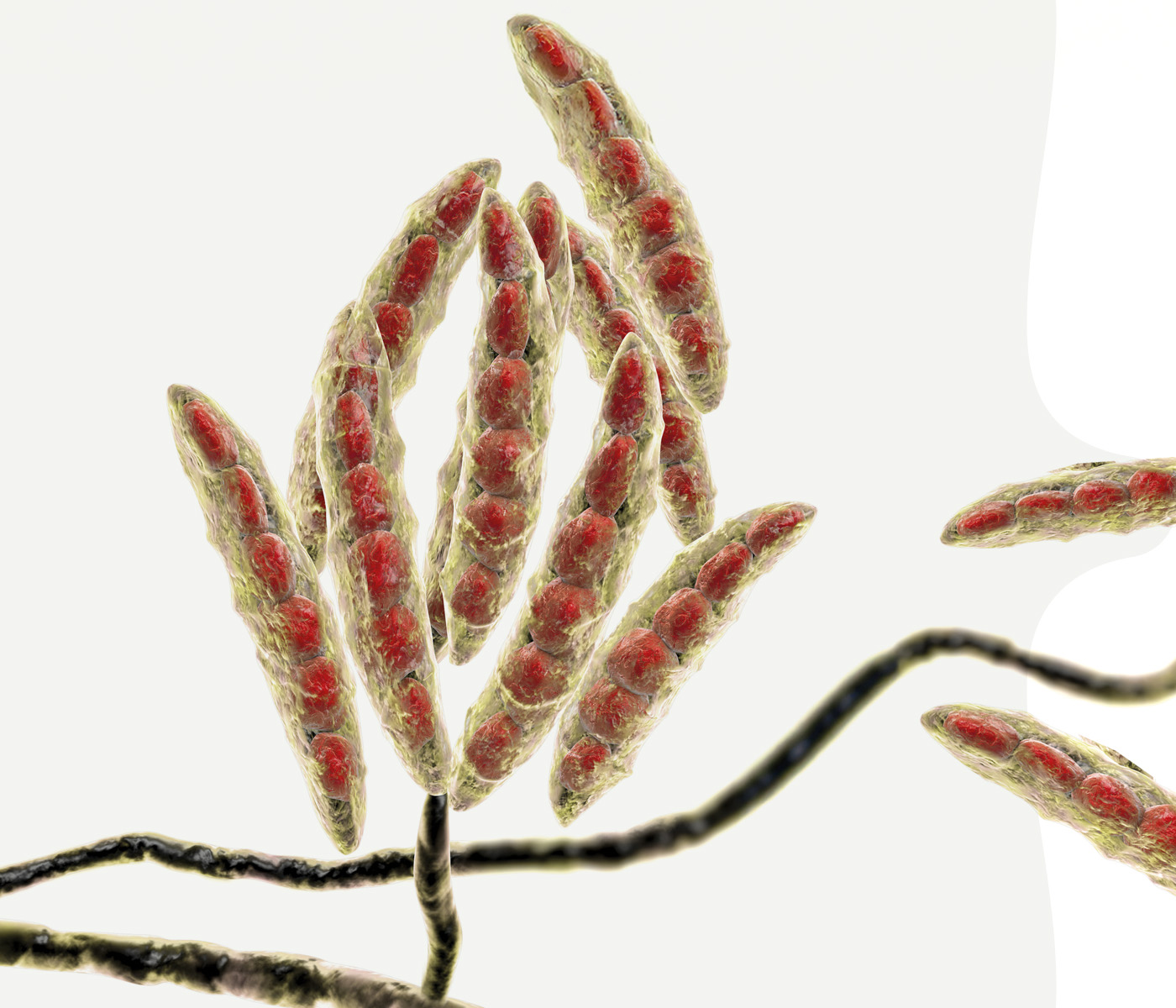 Riscos ocultos na ração: O impacto da zearalenona na fertilidade suína