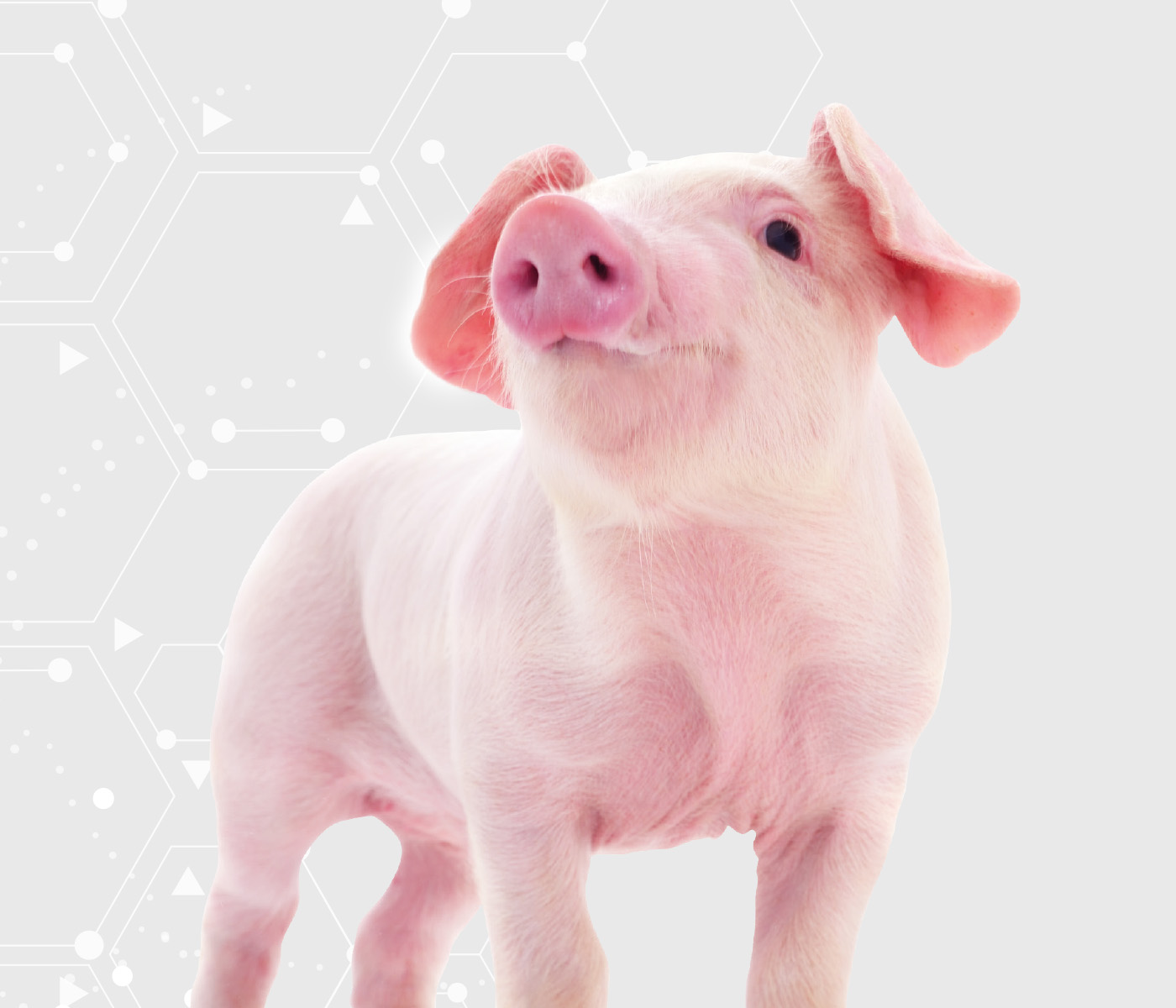 MaxiDigest® Swine: Nutrição de Alta Performance para Suínos
