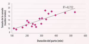 Gráfica 1. Relación entre el tamaño de la camada y la
duración del parto en cerdas (Peltoniemi et al., 2021).