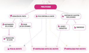 Figura 1. Consecuencias del aumento de la prolificidad.