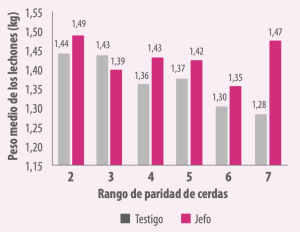 Gráfica 6. Peso medio de los lechones según el
rango de paridad de la cerda y el tratamiento
de la cerda (P (lote x rango) = 0,09).