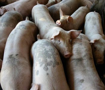 El ayuno en cerdos antes del sacrificio es una mejor práctica de gestión aceptada en la producción porcina en todo el mundo.