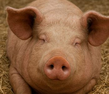Estrés en cerdos: causas, efectos y estrategias de mitigación para mejorar bienestar, salud y productividad porcina.