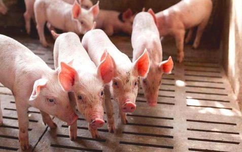 España aumentó en 2024 la producción porcina y recuperó el crecimiento, consolidando su liderazgo en la UE, según informe del MAPA