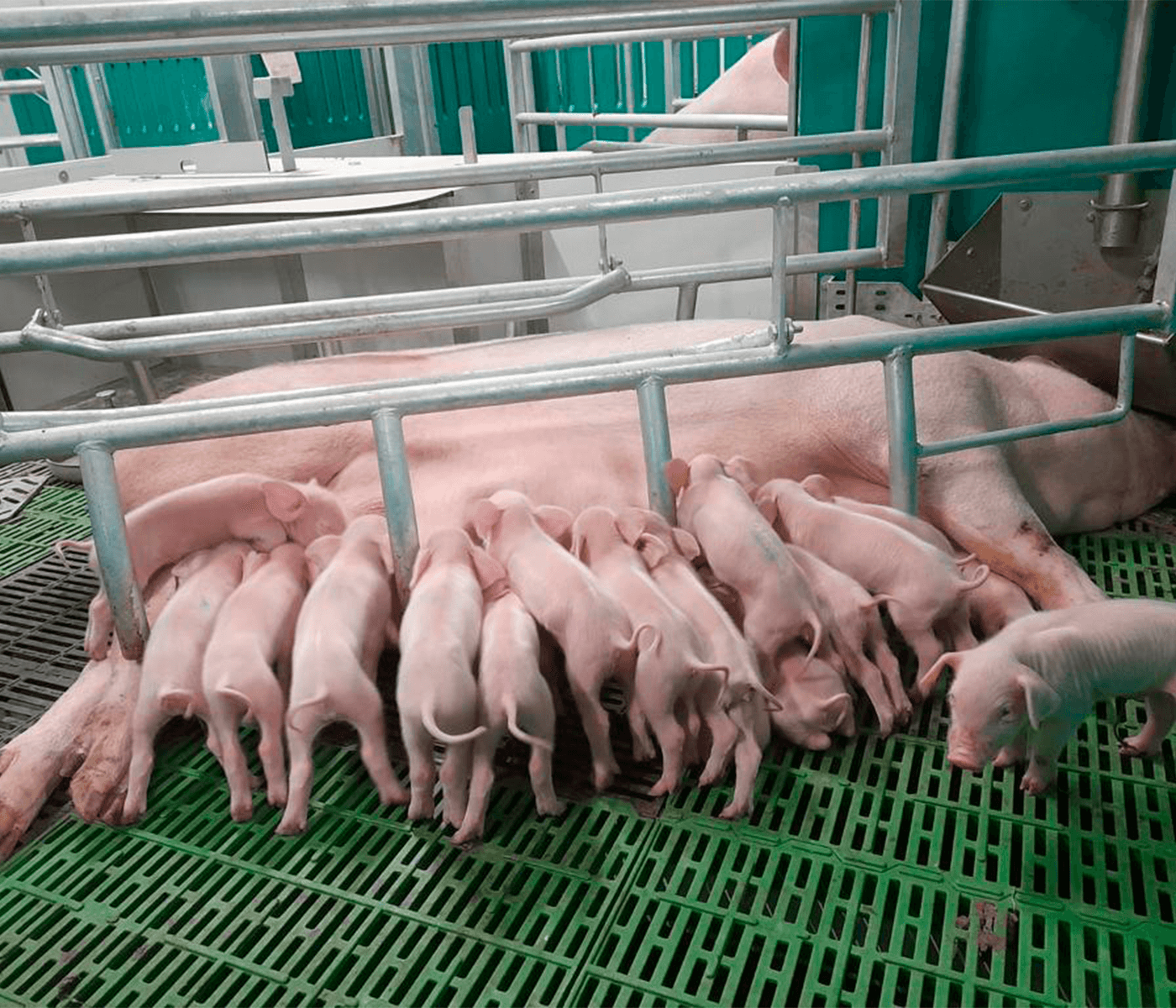 Cómo impacta hoy la mejora genética en las líneas maternas de PIC® en la producción porcina europea
