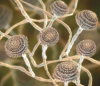 Las micotoxinas en cerdos afectan la reproducción. Aprende sobre su impacto en cerdas, métodos de detección y estrategias de control en granja.