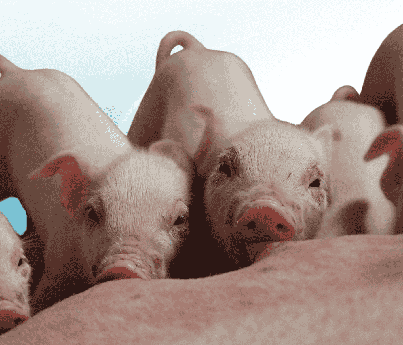 Transición hacia sistemas de parto libre en la producción porcina de la UE: impacto económico a nivel de granja