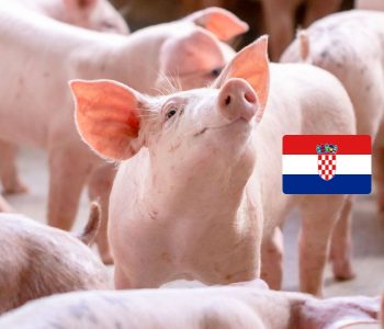 Croacia se enfrenta el mayor brote de Peste Porcina Africana de su historia, con más de 11.000 cerdos sacrificados.