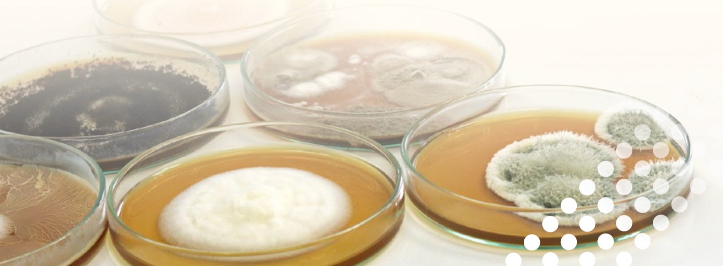 micotoxinas