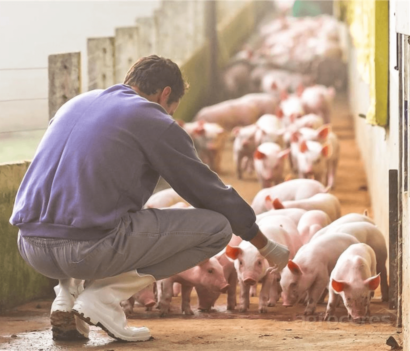Como anda a biosseguridade da sua granja?