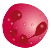 celula