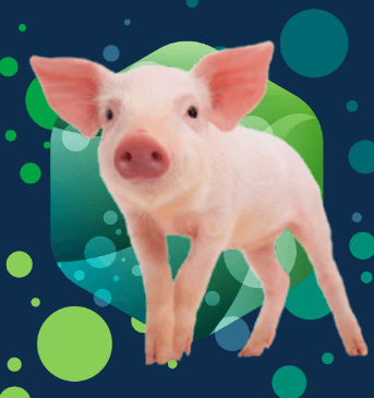 cerdo