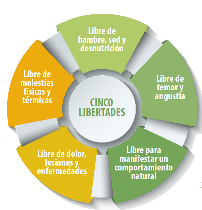 cinco-libertades