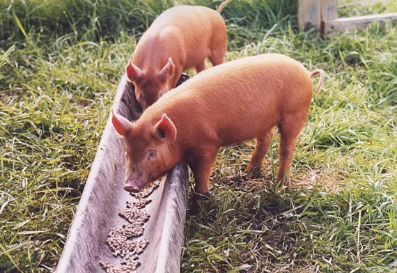 Low-protein soybean-free diet improves meat quality of fatty-type pigs