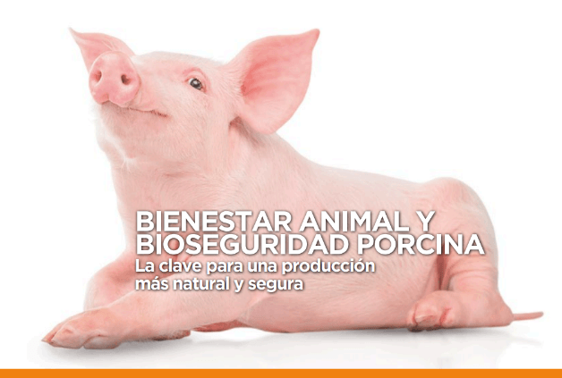 foto cerdo