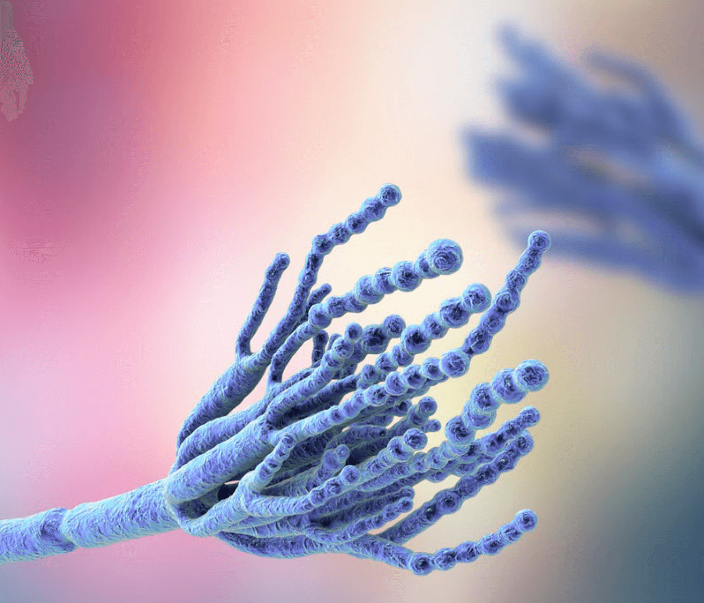 Gestión de los riesgos para la salud de las micotoxinas emergentes