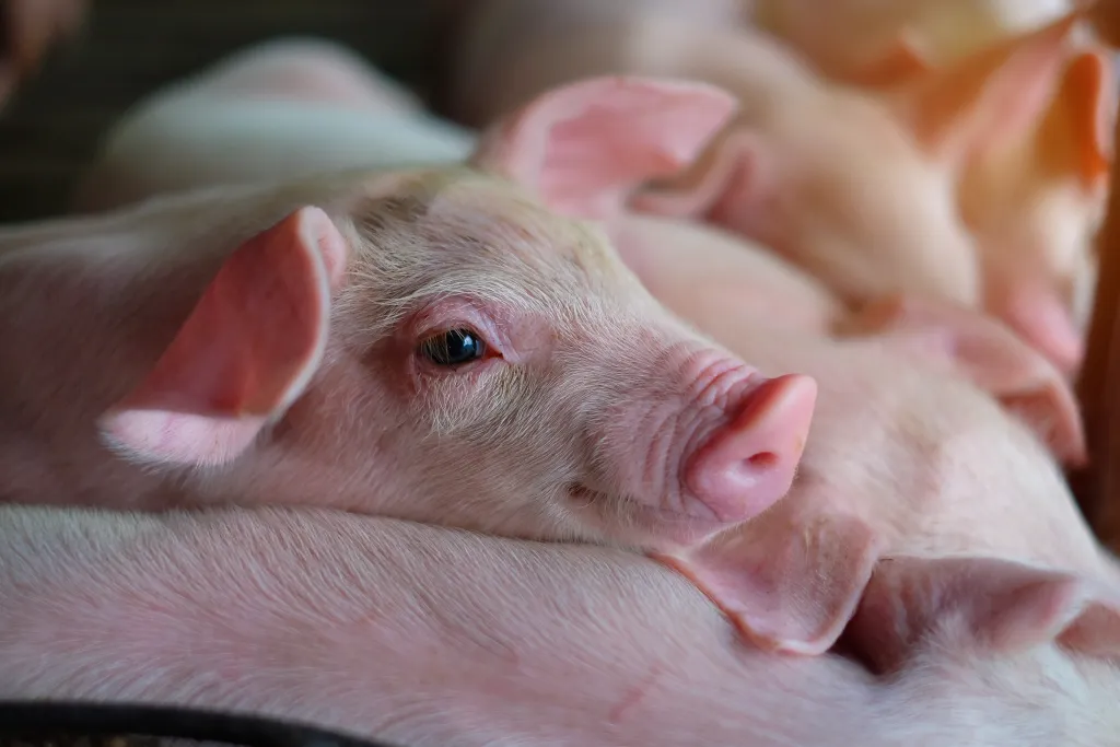Genus, BCA accelerate Chinese porcine joint venture formation