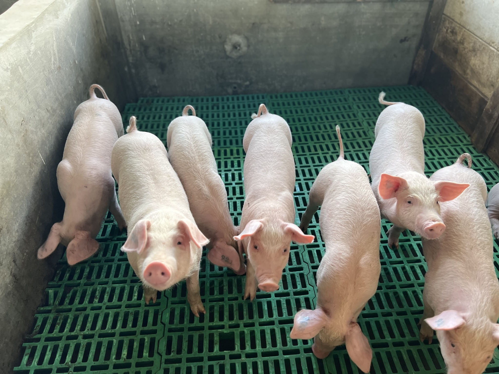 Indonesian pig farmers advised to strengthen biosecurity due to ASF re-outbreaks