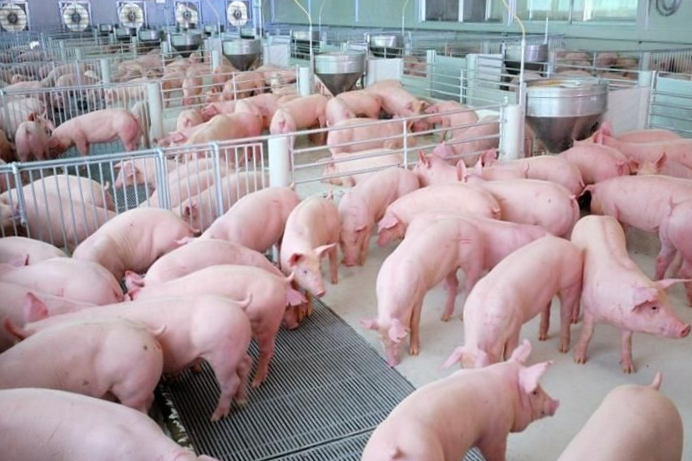 China’s pig slaughter surges, price falls