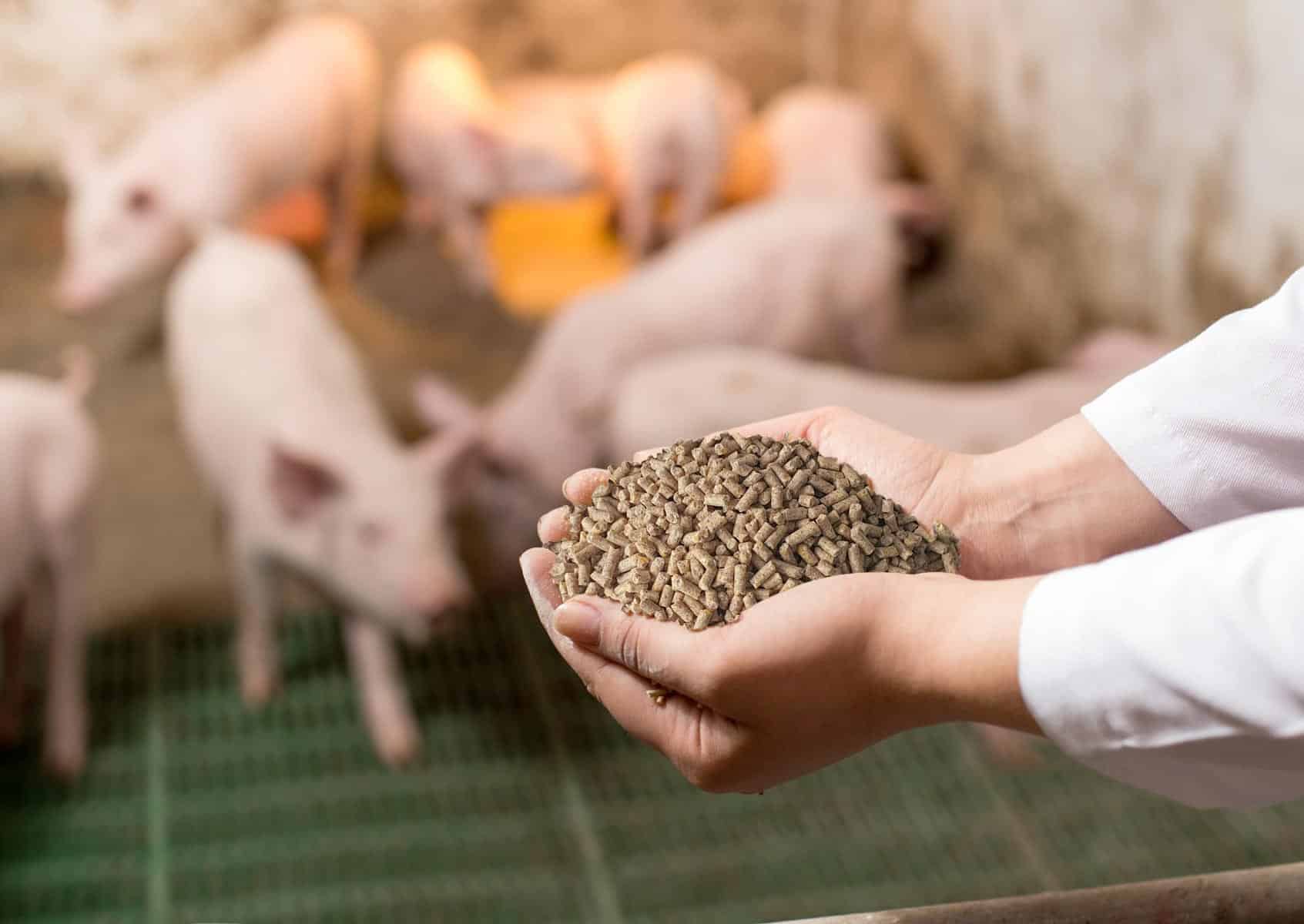 Global swine feed market to reach USD 175.9 billion by 2033