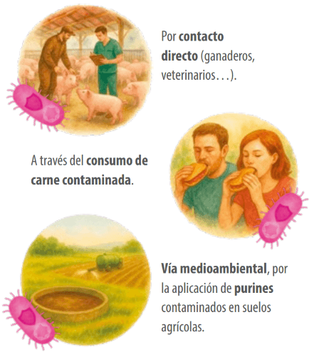 transferencia de bacterias